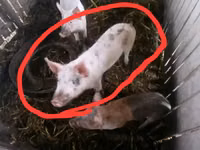 แม่สุกร, หมู — รูปภาพ 2
