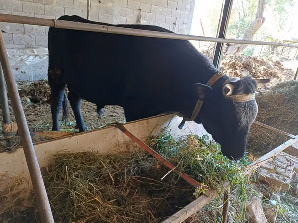 Bull, Aberdeen-Angus — Uzbekistan