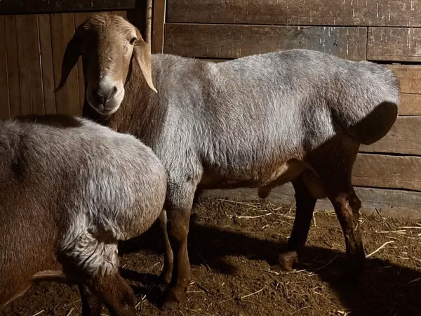 የጎትት አውራ በግ, Rhon sheep