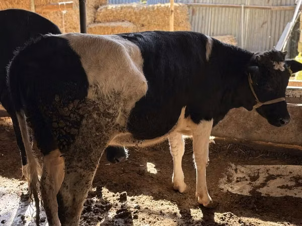 Cow, Russian Black pied cattle — Uzbekistan