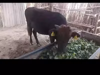 公牛, Cattle — 照片 4