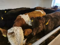 Cattle (batch, sex not specified), Hereford — photo 3