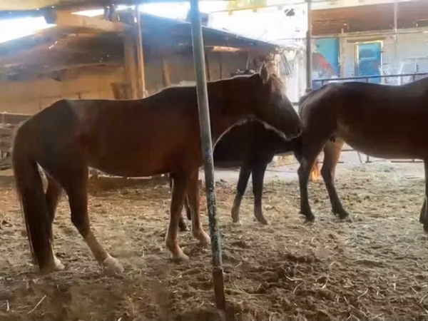 马匹（批次，未指定性别）, Horses