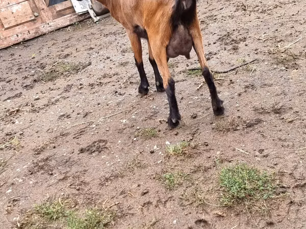Goat, Goats — Moldova