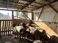 Får, Arashan sheep — foto 3