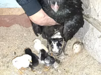 Chickens — photo 3