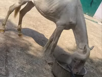 马匹（批次，未指定性别）, Horses — 照片 1