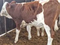 گاو و گوساله (گروه، جنسیت مشخص نشده), Simmental cattle — عکس 2