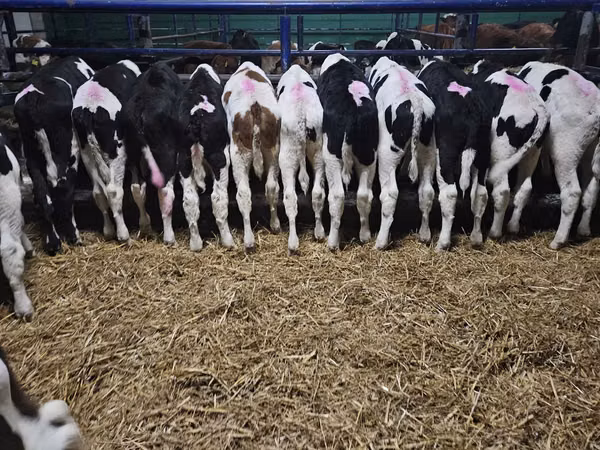 Bull, Holstein breed
