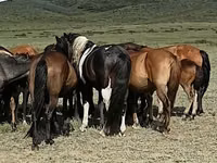 Horse (M), Horses — photo 2