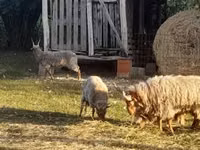Sheep, Racka sheep — photo 2