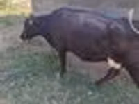 Sapi, Alatau breed — foto 4