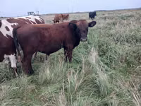 Toro, Bovini — foto 2