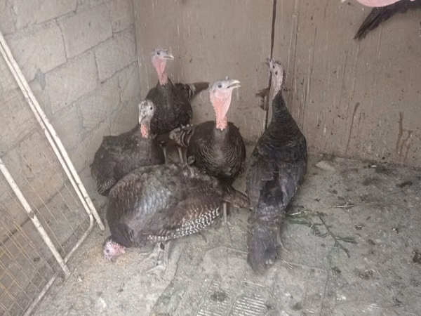 Turkeys — جمهوری آذربایجان