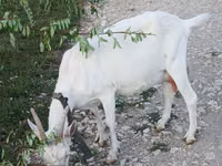 Kambing betina, Saanen goat — foto 3