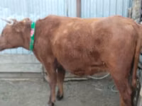 گاو ماده, Latvian Blue cattle — عکس 4