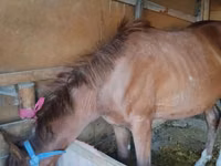 Mare, Horses — photo 2