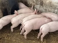 Pigs (batch, sex not specified) — photo 3