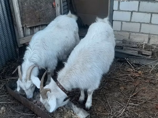 암염소, Saanen goat — 카자흐스탄