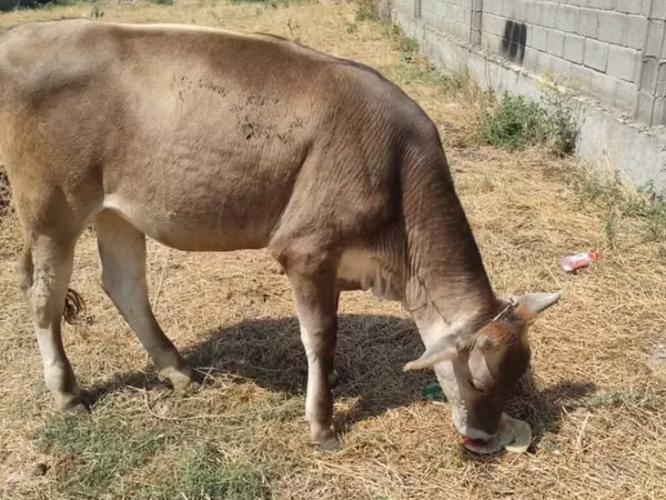Krava, Swiss cattle — Киргистан