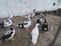 Ducks — снимка 5