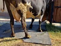 Cow, Alatau breed — photo 4