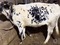 Կով, Russian Black pied cattle — լուսանկար 4