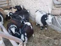 Goat, Goats — photo 4