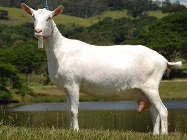 Goat, Saanen goat