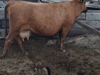 Cow, Cattle — photo 4