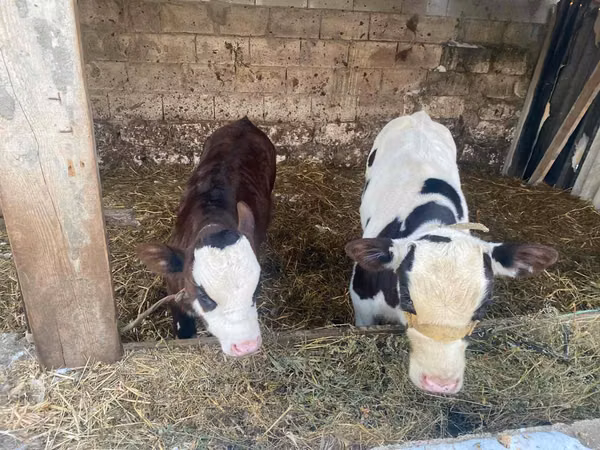 Bull, Simmental cattle