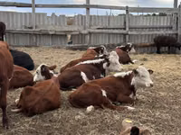 公牛, Simmental cattle — 照片 3