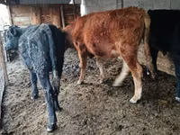 گاو نر, Simmental cattle — عکس 5