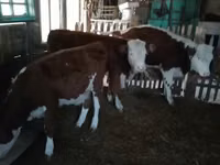 Sapi, Cattle — foto 2