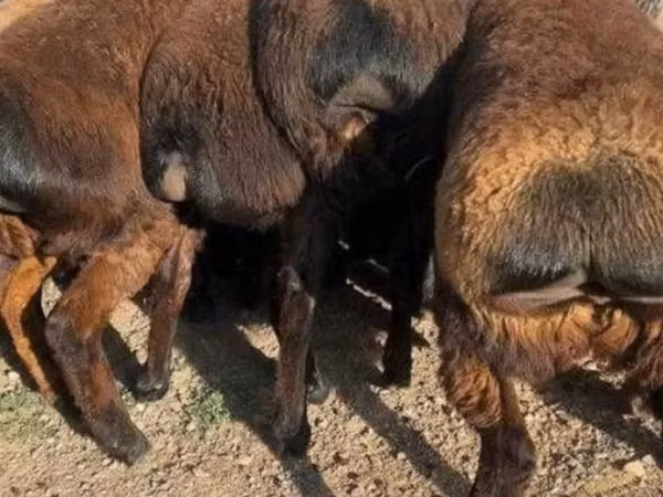 قوچ, گوسفند — قزاقستان