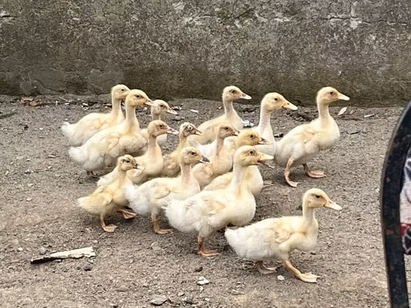 American Pekin — Azerbaïdjan