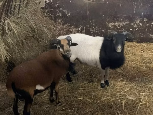 Ram, Cameroon sheep