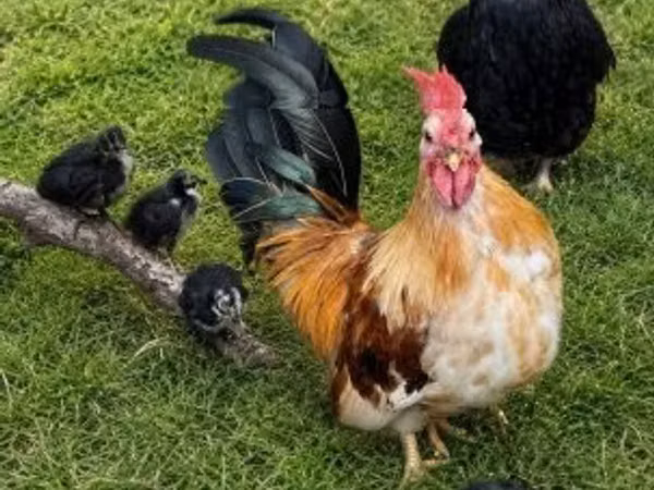 Japanese Bantam — Hungary