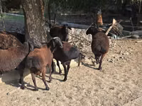 Ram, Blackheaded Persian sheep — photo 3