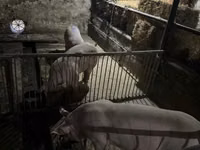 Boar, Pigs — photo 1
