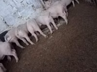 Pigs (batch, sex not specified) — photo 1