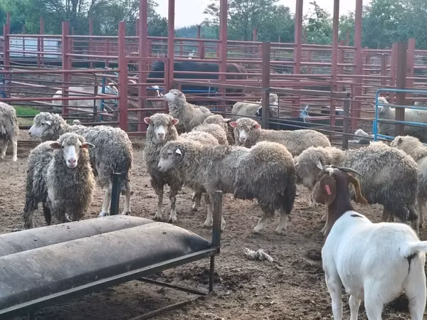 绵羊（批次，未指定性别）, Merino sheep
