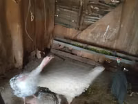 Turkeys — foto 1