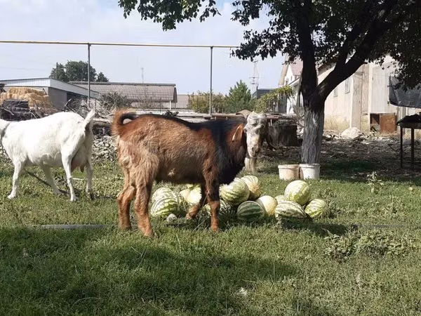 Goat, Nubian Goat — Kazakhstan
