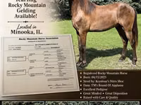 حصان, Rocky Mountain Horse — الصورة 1