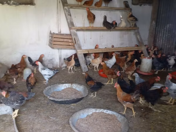 Chickens — جمهوری آذربایجان