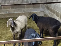 Biri-biri betina, Sheep — foto 1