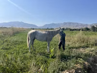 Mare, Arabian horse — photo 1