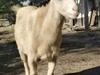 ወንድ ፍየል, Goats — ፎቶ 1