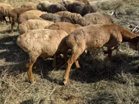 Ոչխար, Ոչխարներ — լուսանկար 5